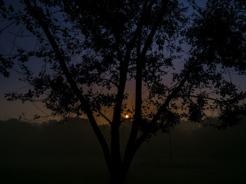 Silhouette trees against sky at sunset