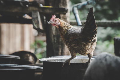 Close-up of a chicken 