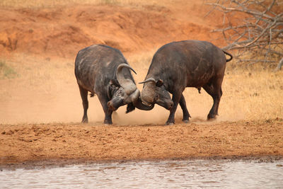 Two water buffalo fighting