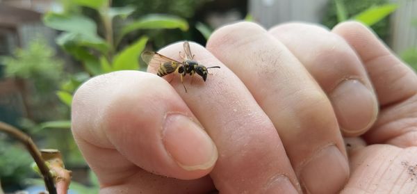 Close-up of insect