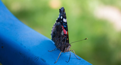 Close-up of butterfly on blue chair