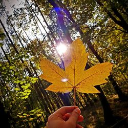 Close-up of hand holding maple leaf