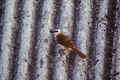 Bird perching on rooftop