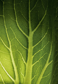 Full frame shot of green leaves