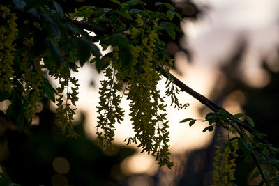 Close-up of leaves on twig