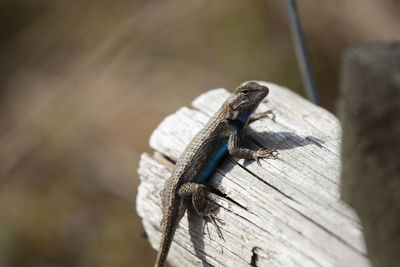 Close-up of lizard on wood