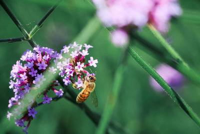 Close-up of bee on purple flowering plant