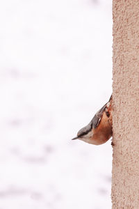 Close-up of a bird on snow