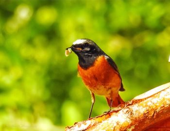 Close-up of bird perching on branch