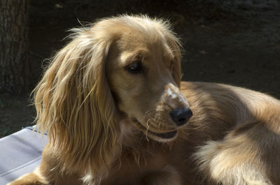 Close-up portrait of dog