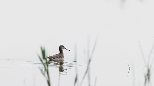 Bird in a lake