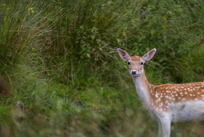 Portrait of deer standing on field