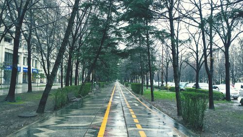 Empty walkway and bike path along trees