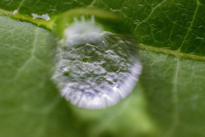 Plant growing in water