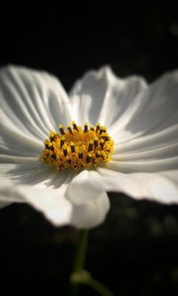 Close-up of yellow flower blooming against black background