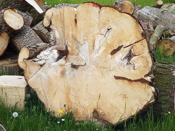 Close-up of logs on tree stump