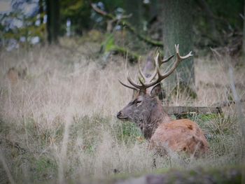 Deer in a field