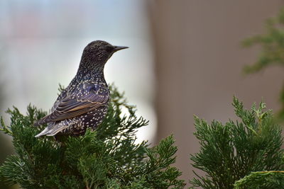 Close up of starling bird perching on branch
