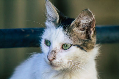 Close-up of cat looking away