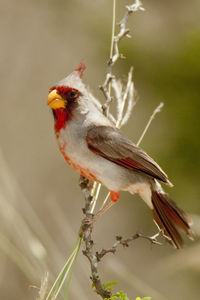 Close-up of bird perching on branch