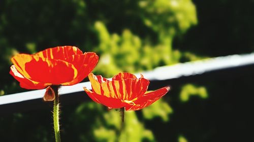 Close-up of red flower