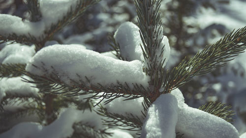 Close-up of snow on tree during winter