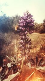 Close-up of flowering plant on field against sky