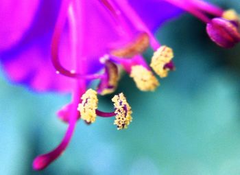 Close-up of pink flowers