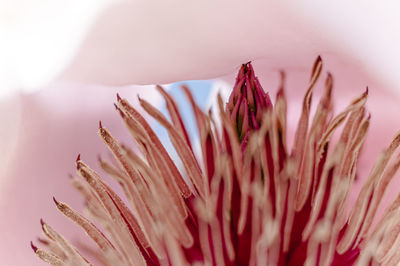 Close-up of magnolia flowering plant