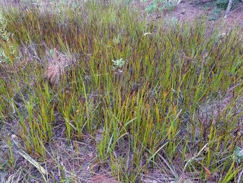 Plants growing on field