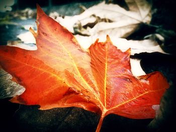 Close-up of red leaves