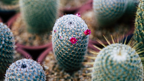 Close-up of succulent plant