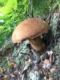 Close-up of mushroom growing on field