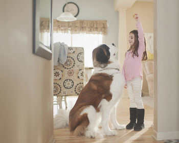 Side view of girl playing with saint bernard at home