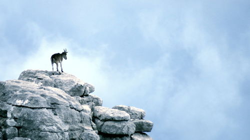 Low angle view of dog standing on rock against sky