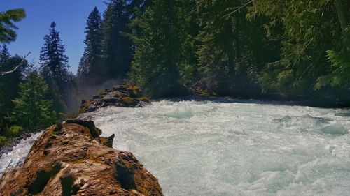 River flowing through forest