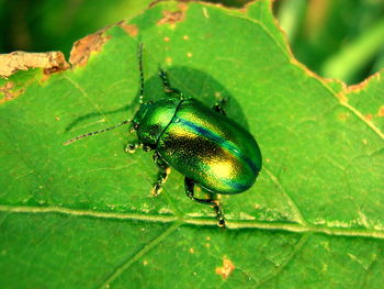 High angle view of june beetle on leaf