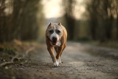 Portrait of dog running on road