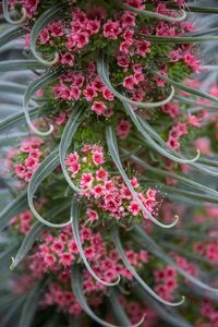 Close-up of pink flowers