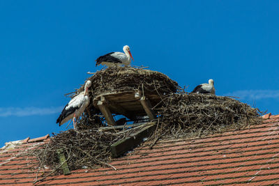 Low angle view of bird perching on roof against blue sky