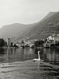 Swan in lake against mountain range