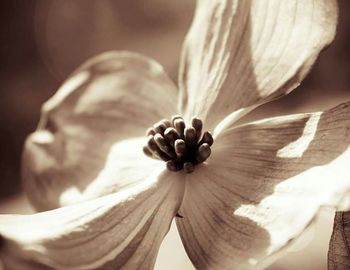 Close-up of white flowers