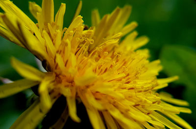 Close-up of yellow flowering plant