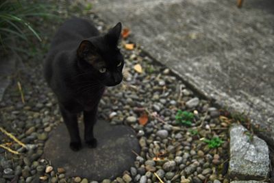 Portrait of black cat standing outdoors