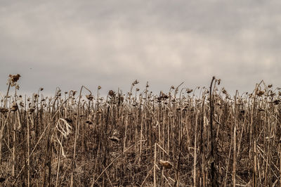 Close-up of field against sky