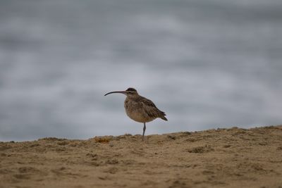 Bird perching on a beach