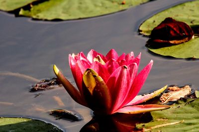 Close-up of lotus water lily in lake