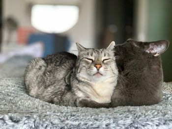 Close-up of a tabby cat lying on bed