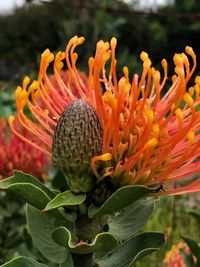 Close-up of flower