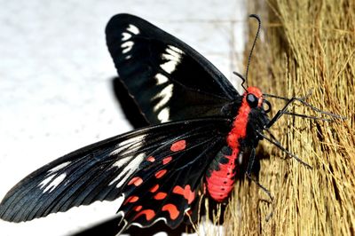 Close-up of butterfly perching on leaf